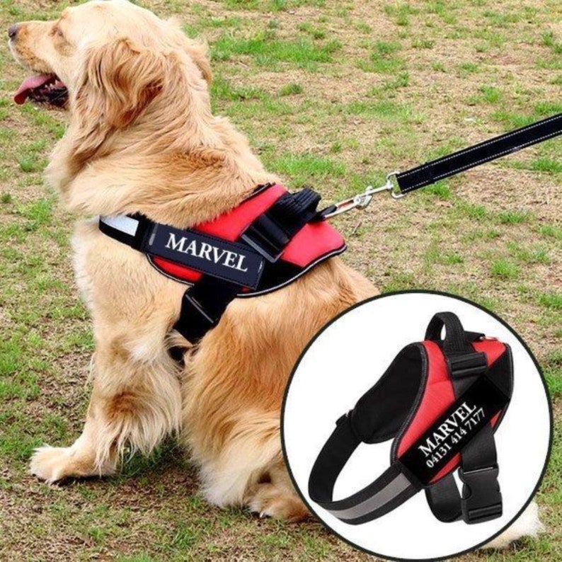 Large dog wearing the Personalized Reflective Harness, highlighting the no-choke design and sturdy construction