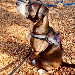 Medium-sized dog wearing the Personalized Reflective Harness, showcasing the reflective straps and adjustable fit.