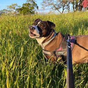 Personalized Reflective Harness for Dogs - No-Choke Design with Customizable Removable Patches.