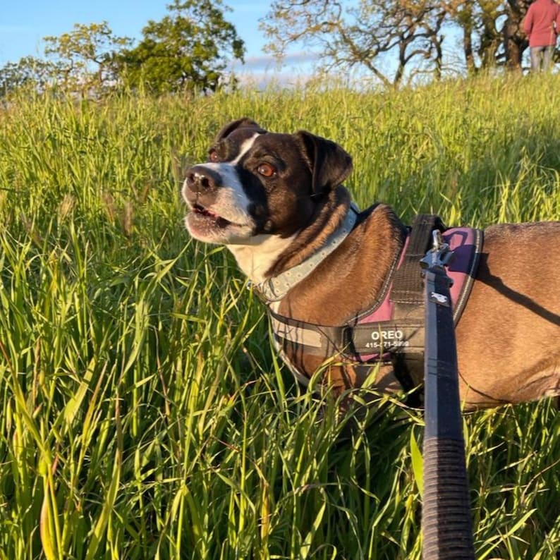 Personalized Reflective Harness for Dogs - No-Choke Design with Customizable Removable Patches.