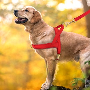 May include: A red dog harness with a metal clip and leash attached. The harness is worn by a golden retriever standing on a rock in a forest setting.