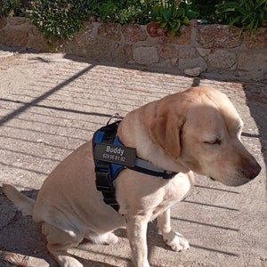 Dog sitting calmly while wearing the Personalized Reflective Harness, showing the comfort and fit.