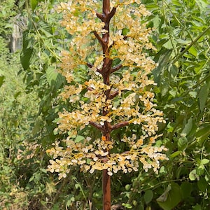 May include: A crystal tree made of small, clear, and light brown crystals. The tree is on a wooden base and is surrounded by green foliage.
