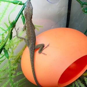 Reptile Wall Hide - Gecko Hiding Hole - Tank Decor image 2