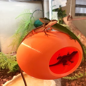 May include: Two green lizards perched on an orange plastic dome with a hole in the side. One lizard is inside the dome, while the other is on top.