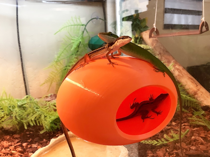 May include: Two green lizards perched on an orange plastic dome with a hole in the side. One lizard is inside the dome, while the other is on top.