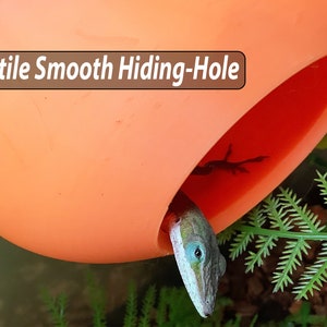May include: Orange reptile hiding hole with a smooth surface. A green lizard with blue eyes is partially visible inside the hole.