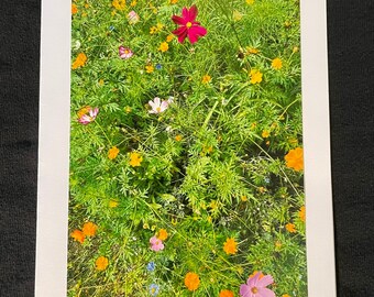 Summer Flowers