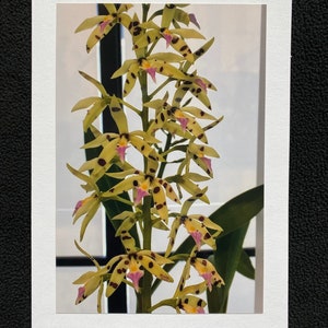 Muschel orchidee