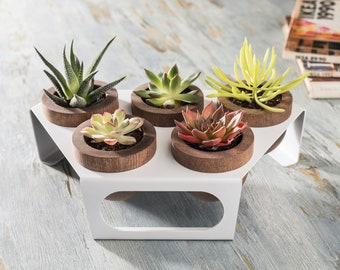 Sappige plantenbak set van vijf, houten potten met metalen standaard, wit, kamerplanter met dienblad, cactuspotten voor tafel, plank en vensterbank