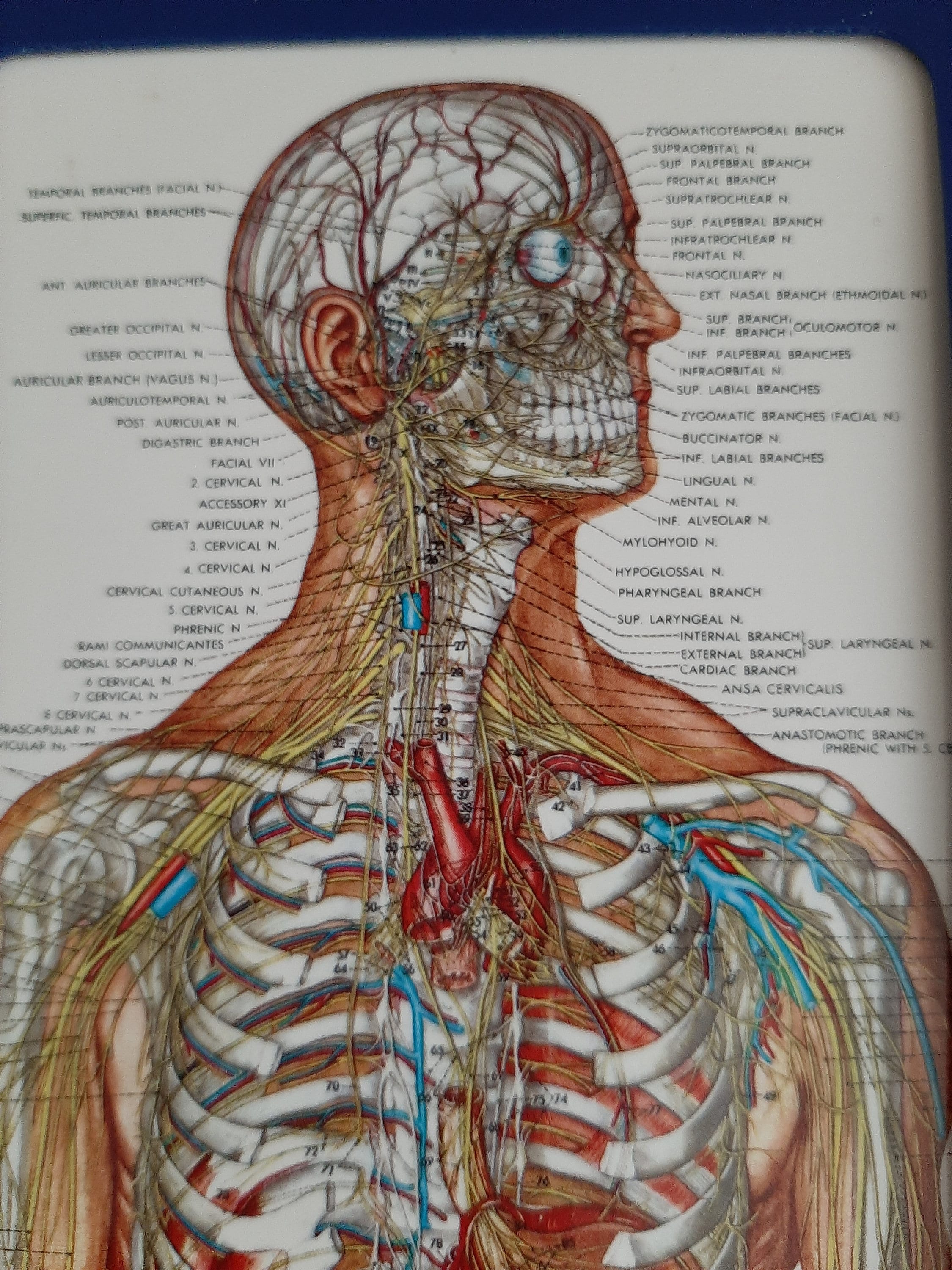 Authentic Anatomical Chart Series Classic Library Edition New Desk