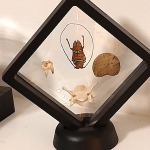 May include: A black, diamond-shaped display case containing a preserved insect, a tooth, a small round object, and a bone. The insect is orange and brown, and the other objects are beige.