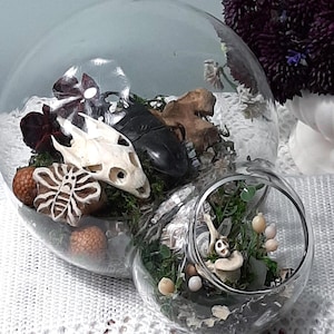 May include: Two glass terrariums, one large and one small, connected. The larger terrarium contains a reptile skull, a black beetle, and a decorative butterfly. The smaller terrarium has a miniature skeleton and mushrooms. The terrariums are filled with moss and other natural elements.