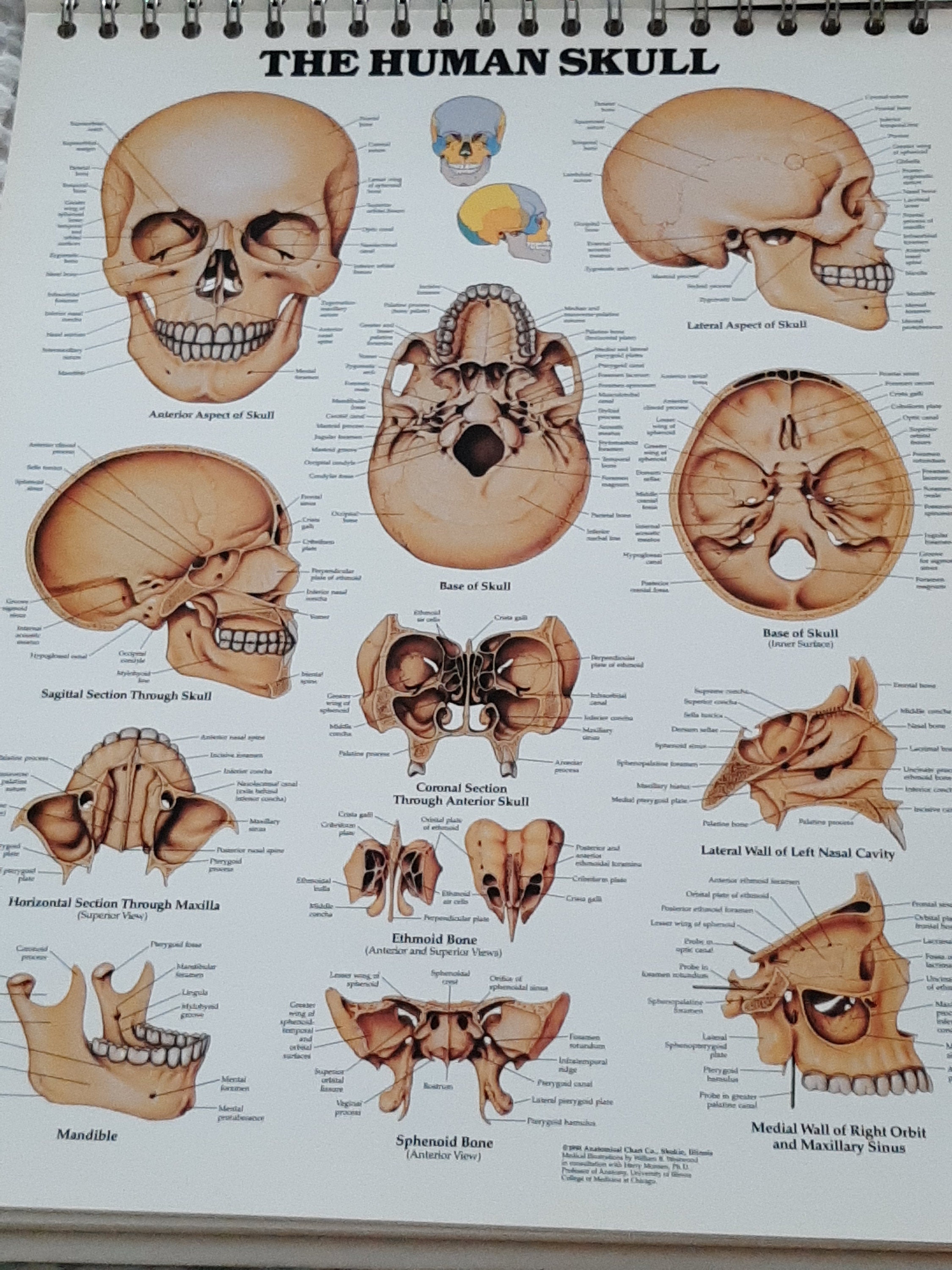 Authentic Anatomical Chart Series Classic Library Edition New Desk