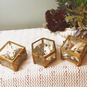 Könnte beinhalten: Drei sechseckige Ausstellungsboxen aus Glas und goldfarbenem Metall. Jede Box enthält natürliche Elemente, darunter Schädel und Waben. Die Boxen sind auf einer weißen, strukturierten Oberfläche angeordnet, mit einem Blumengesteck im Hintergrund.