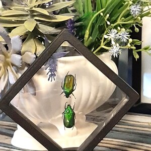 Op de afbeelding: Een vitrine met twee iriserende groene kevers. De insecten zitten in een helder, ruitvormig frame met een zwarte basis. De achtergrond toont een witte vaas en een bloemstuk.