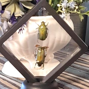 Op de afbeelding: Een zwarte, ruitvormige vitrine met twee iriserende groene kevers. De vitrine staat op een zwarte voet, met een witte schelpvormige achtergrond. De kevers zijn geconserveerd en tonen hun natuurlijke kleuren en details.