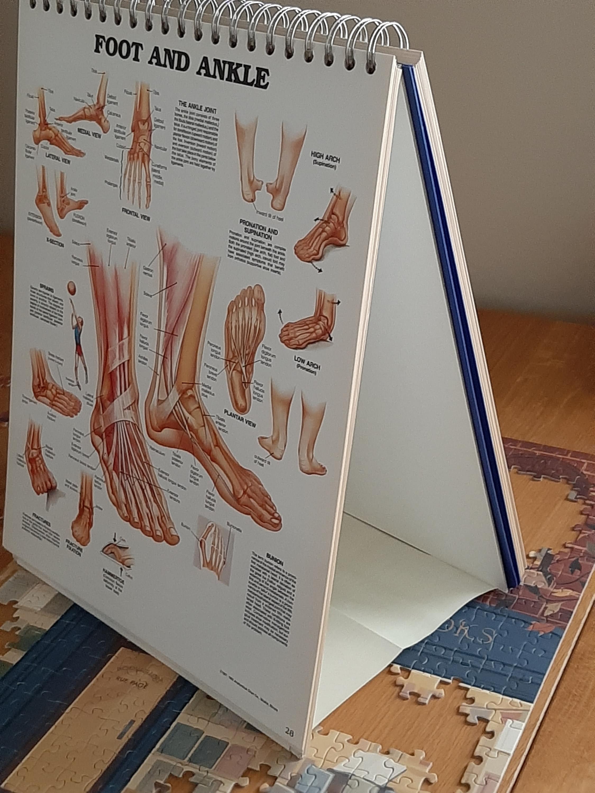 Authentic Anatomical Chart Series Classic Library Edition New Desk