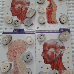 Ethically sourced deer antler buttons Medical knowledge cards Knitting Jewelry making Pagan Witch craft Sewing supply Craft supply Dolls