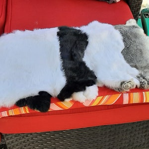 Rabbit fur Genuine northern Canadian rabbit furs  Pelts White black grey Special white square cut ready for crafting Crafting supplies
