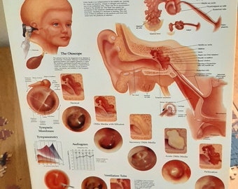 Authentic Anatomical Chart Series Classic Library Edition New Desk