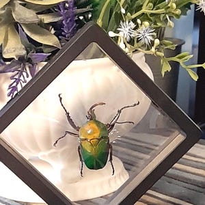 Op de afbeelding: Een ingelijst insectenexemplaar met een groen en goud iriserende schaal. De kever wordt weergegeven in een zwarte, vierkante schaduwdoos met een heldere voorkant. De display staat op een donkere basis, met een vage achtergrond van planten.