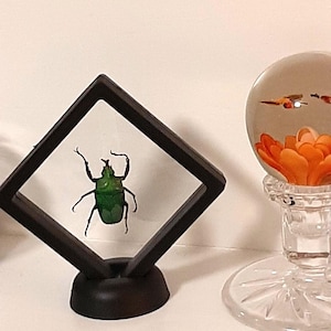 Op de afbeelding: Een ingelijst, iriserend groen keverexemplaar in een zwarte, vierkante schaduwdoos. Het insect is gecentreerd tegen een witte achtergrond. Een glazen bol met oranje bloemelementen en een kristallen kandelaar zijn ook zichtbaar.