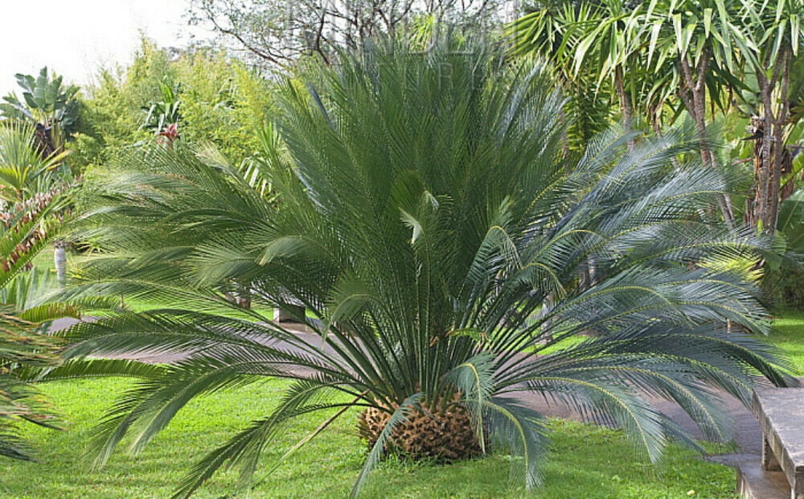 3 seeds Macrozamia Communis Burrawang Cycad tree Etsy