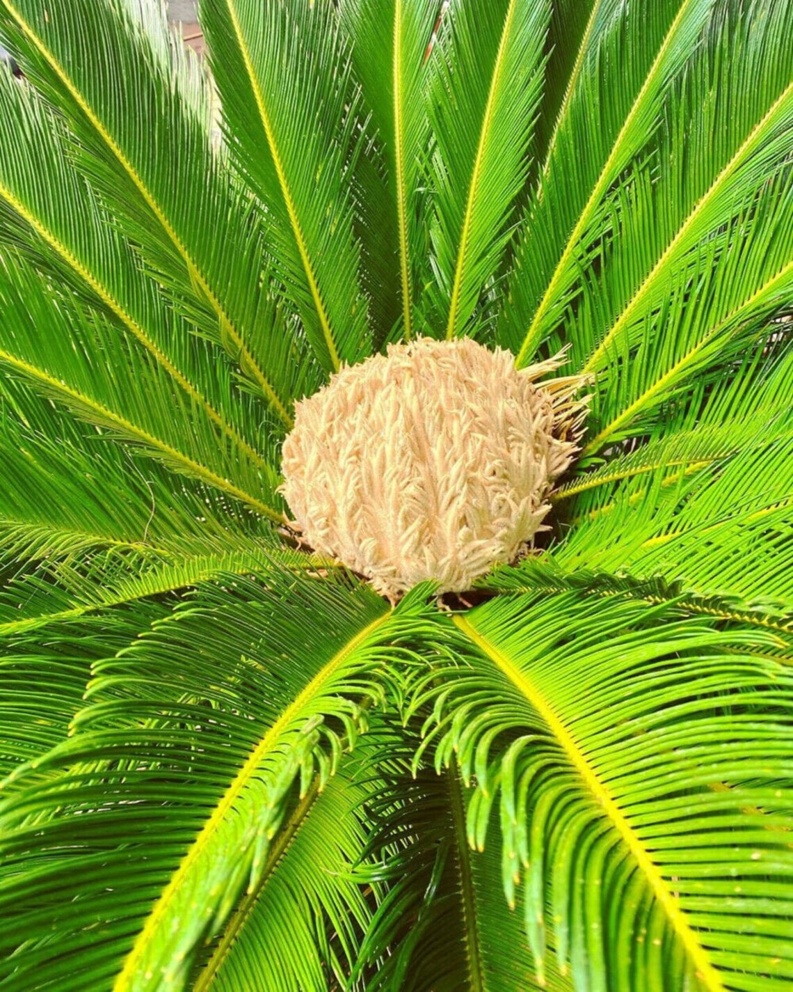 Cycas Pectinata Himalayan Sago 1 fresh seed Rare Etsy