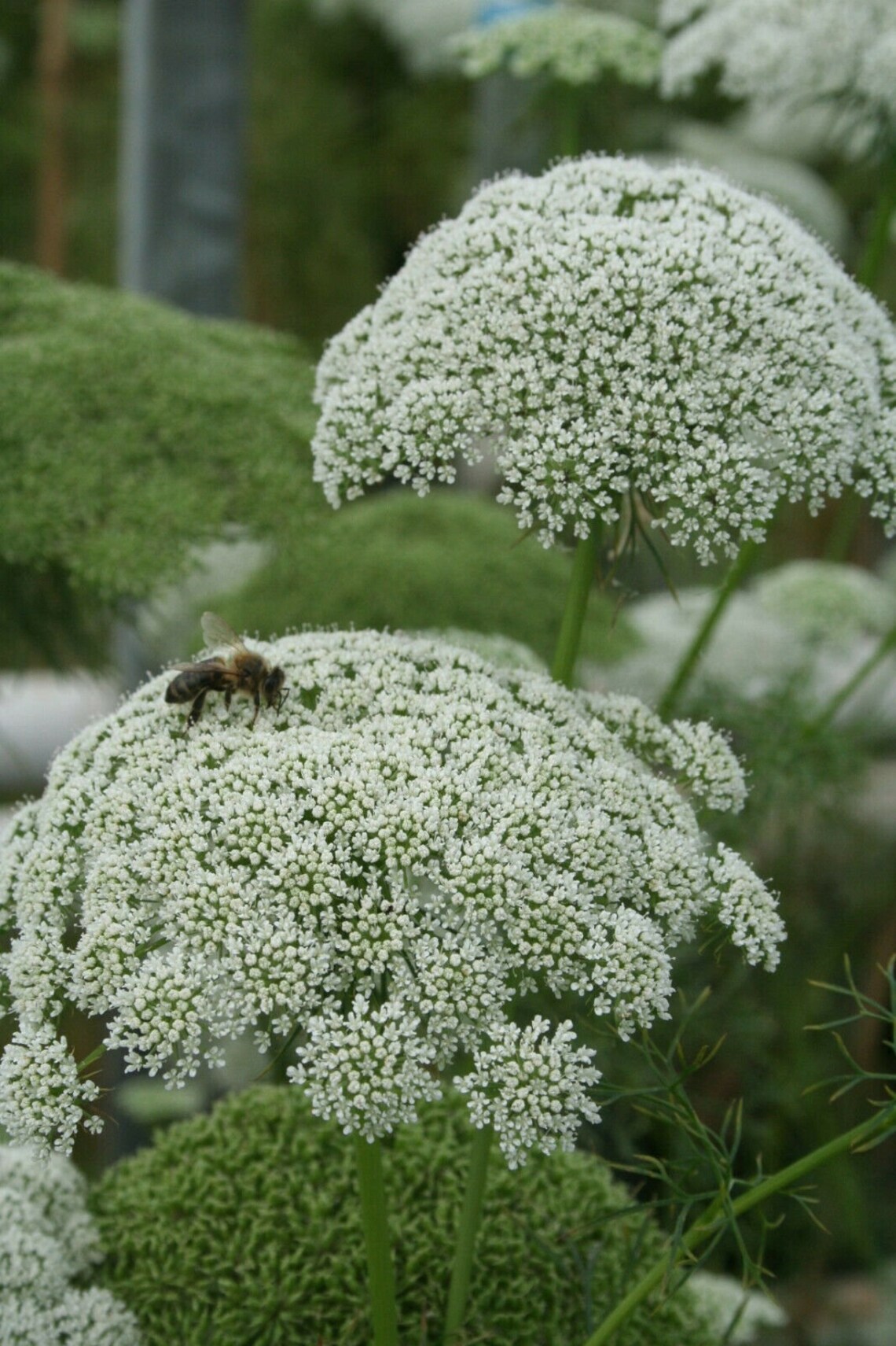 1200 Seeds 1 gram Ammi Majus Flower Etsy