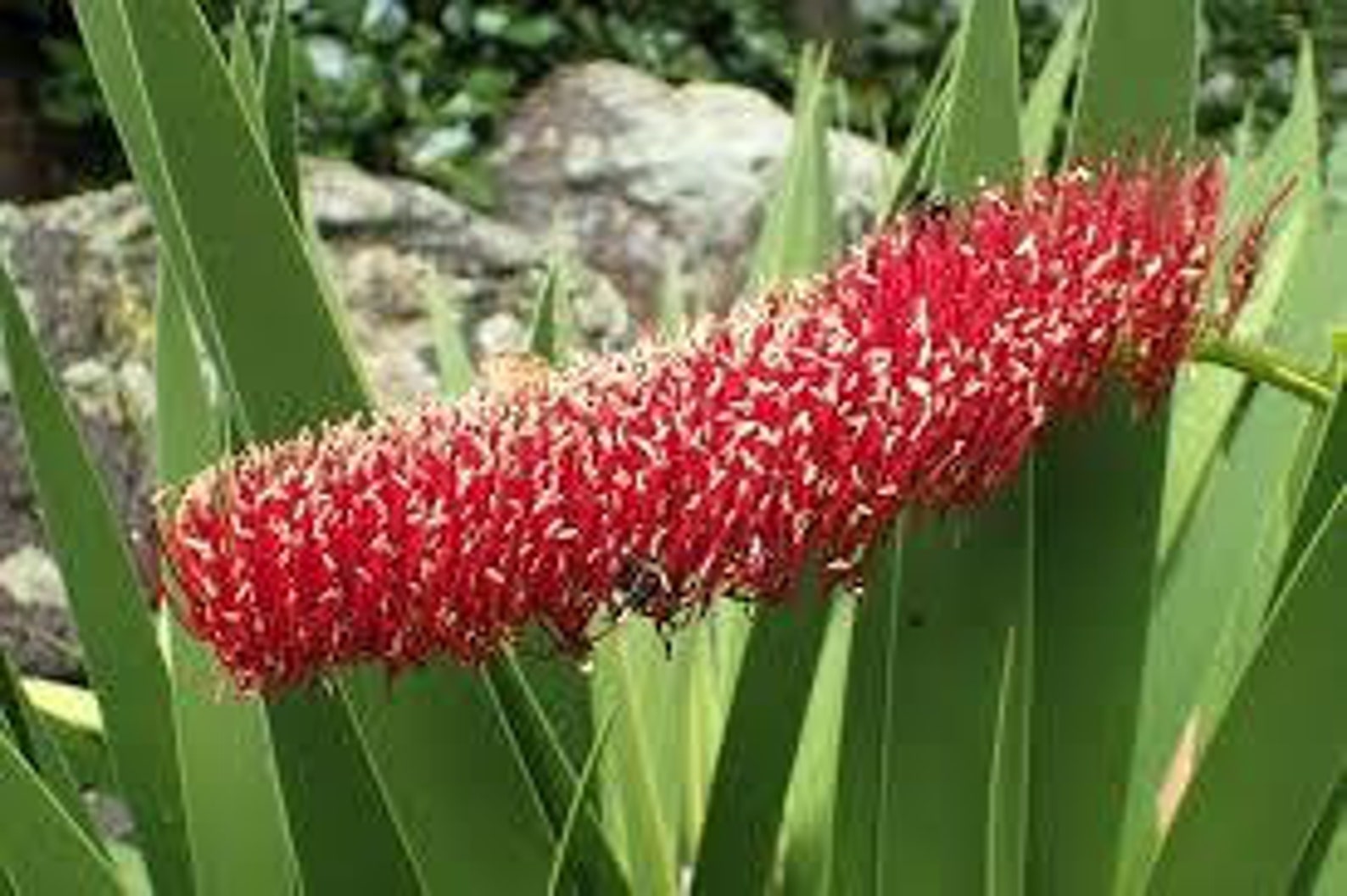 10 Seeds Poor Knights Lily Callistemon xeronema Etsy