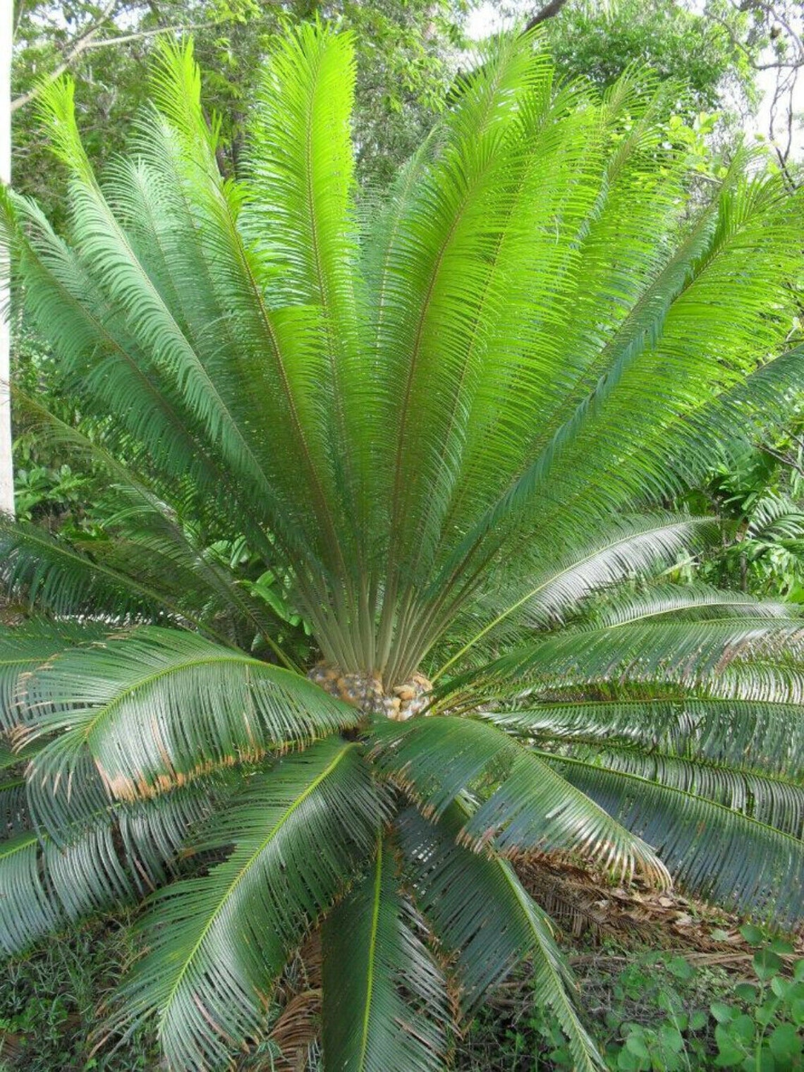 Cycas Pectinata Himalayan Sago 1 fresh seed Rare Etsy