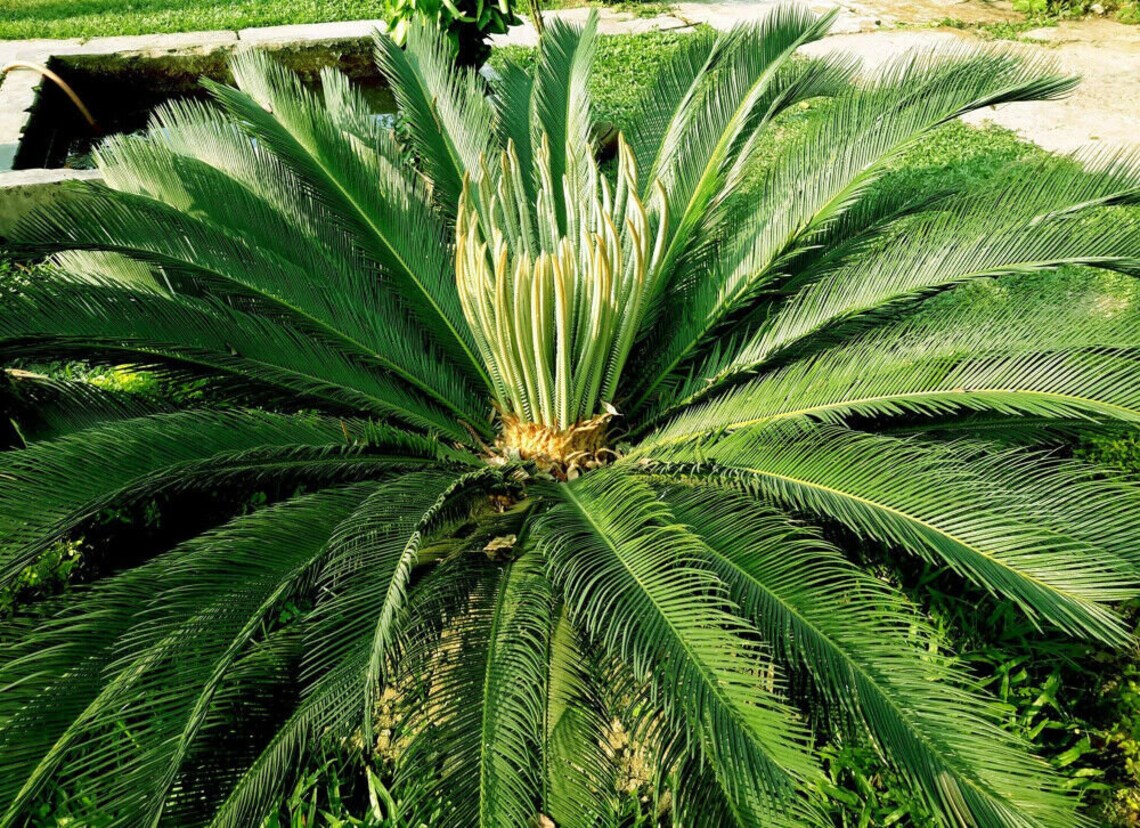 Cycas Pectinata Himalayan Sago 1 fresh seed Rare Etsy