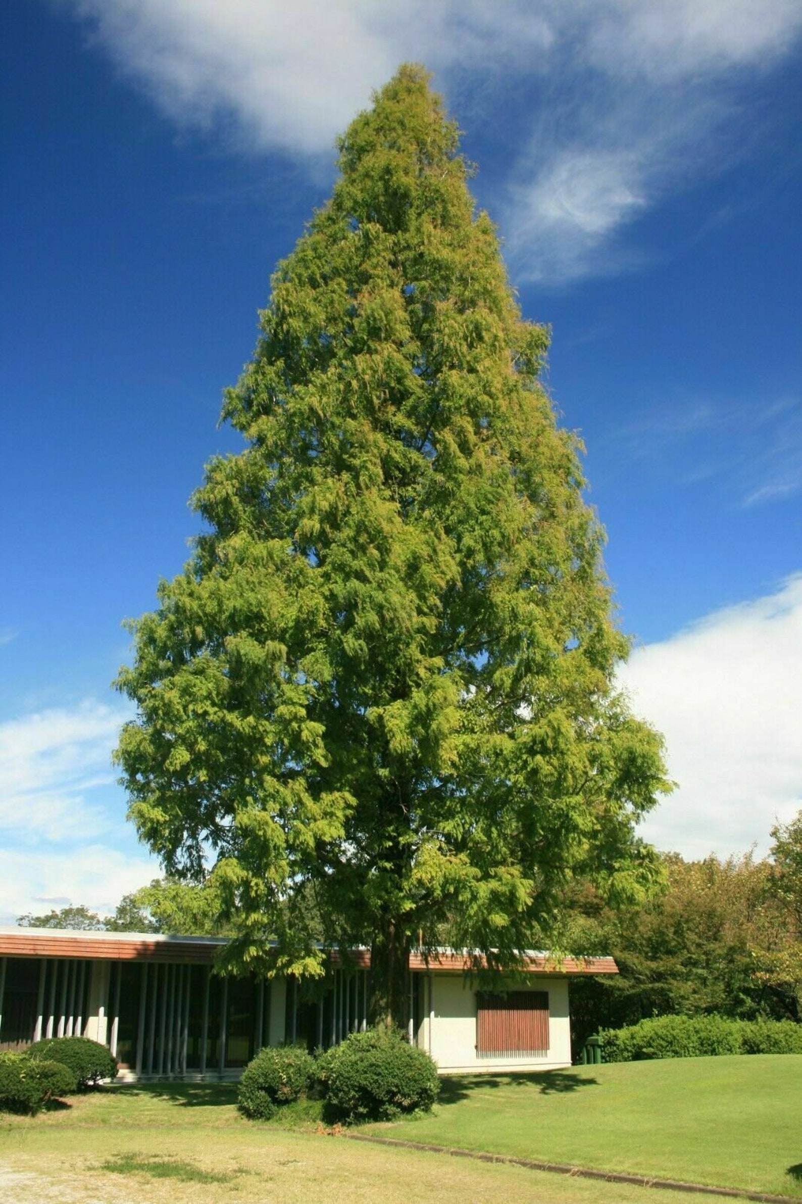 metasequoia half import metasequoia half import