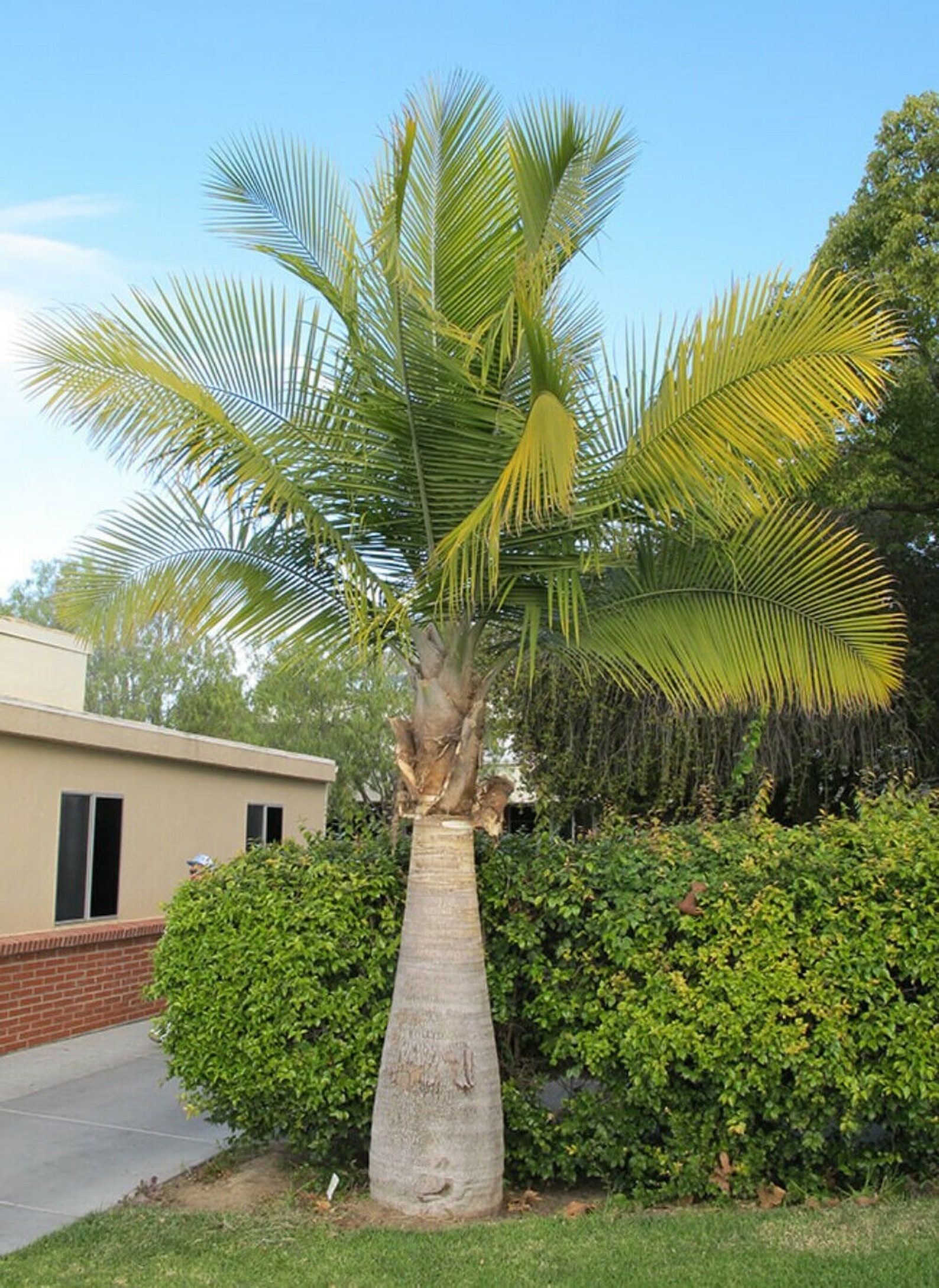 3 fresh seeds Ravenea Rivularis Majesty Palm | Etsy