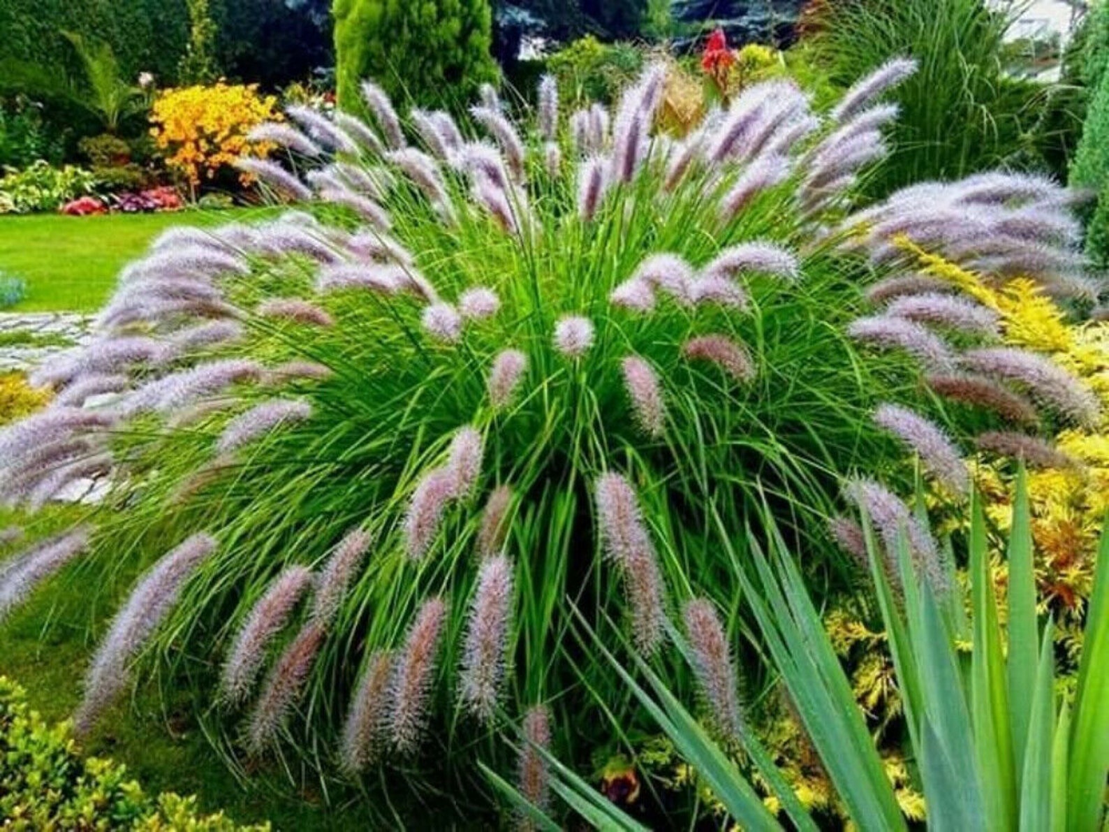 10 Fresh Seeds Pennisetum Alopecuroides Fountain Grass Etsy