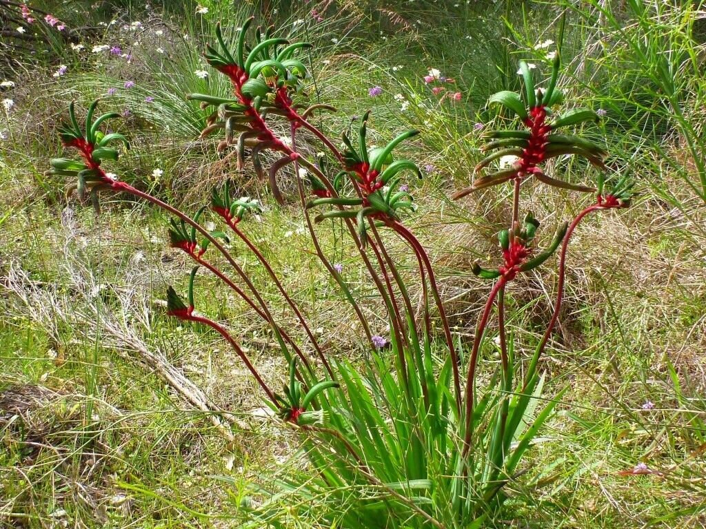 30 Samen rot/grüne Känguru Pfote Anigozanthos manglesii Etsy