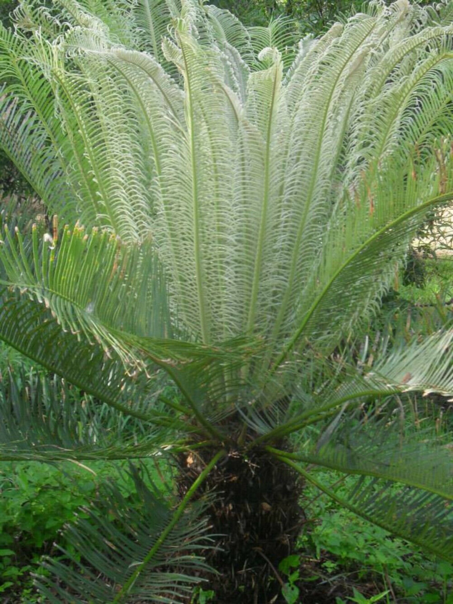 1 fresh seed Rare Cycas Pectinata Himalayan Sago Etsy