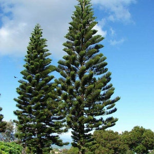 Norfolk Island Pine Araucaria Heterophylla30 Seeds Etsy Norfolk Island Pine Araucaria Heterophylla30 Seeds Etsy