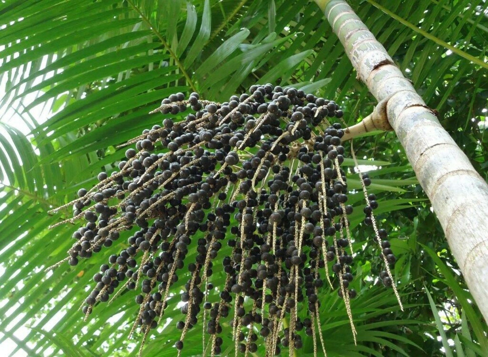 3 Seeds Euterpe oleracea Açaí Palm Very Fresh Seeds Etsy