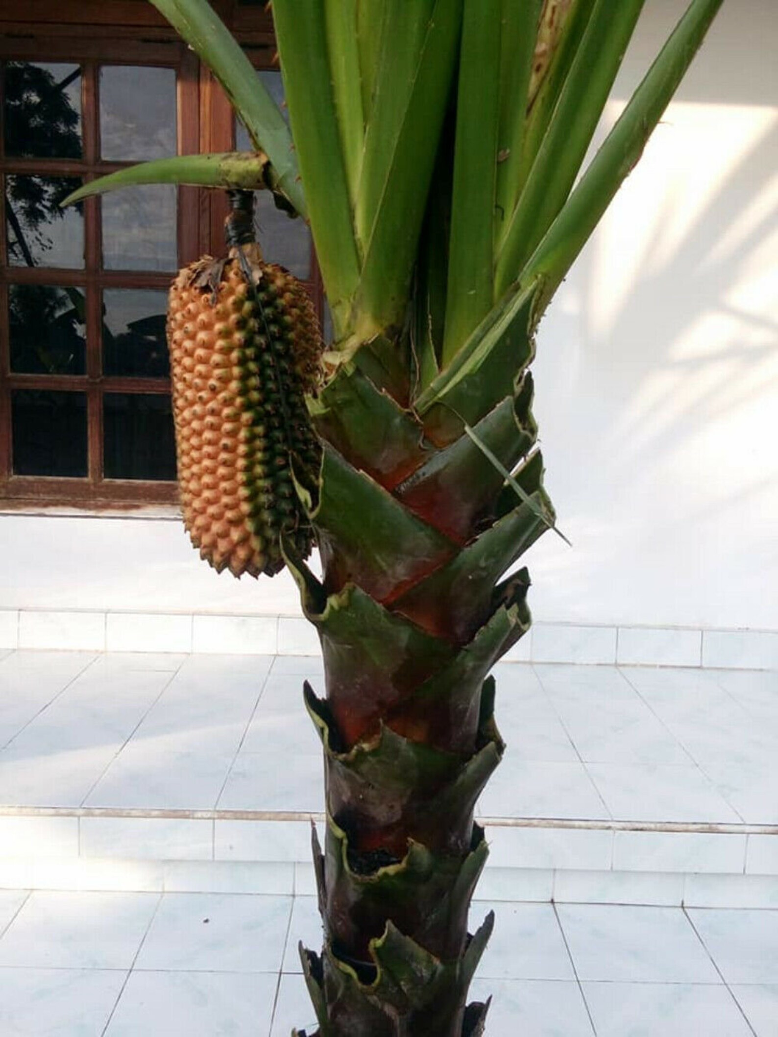 3 fresh seeds Pandanus Monotheca Giant Screw Pine Pandanus Etsy