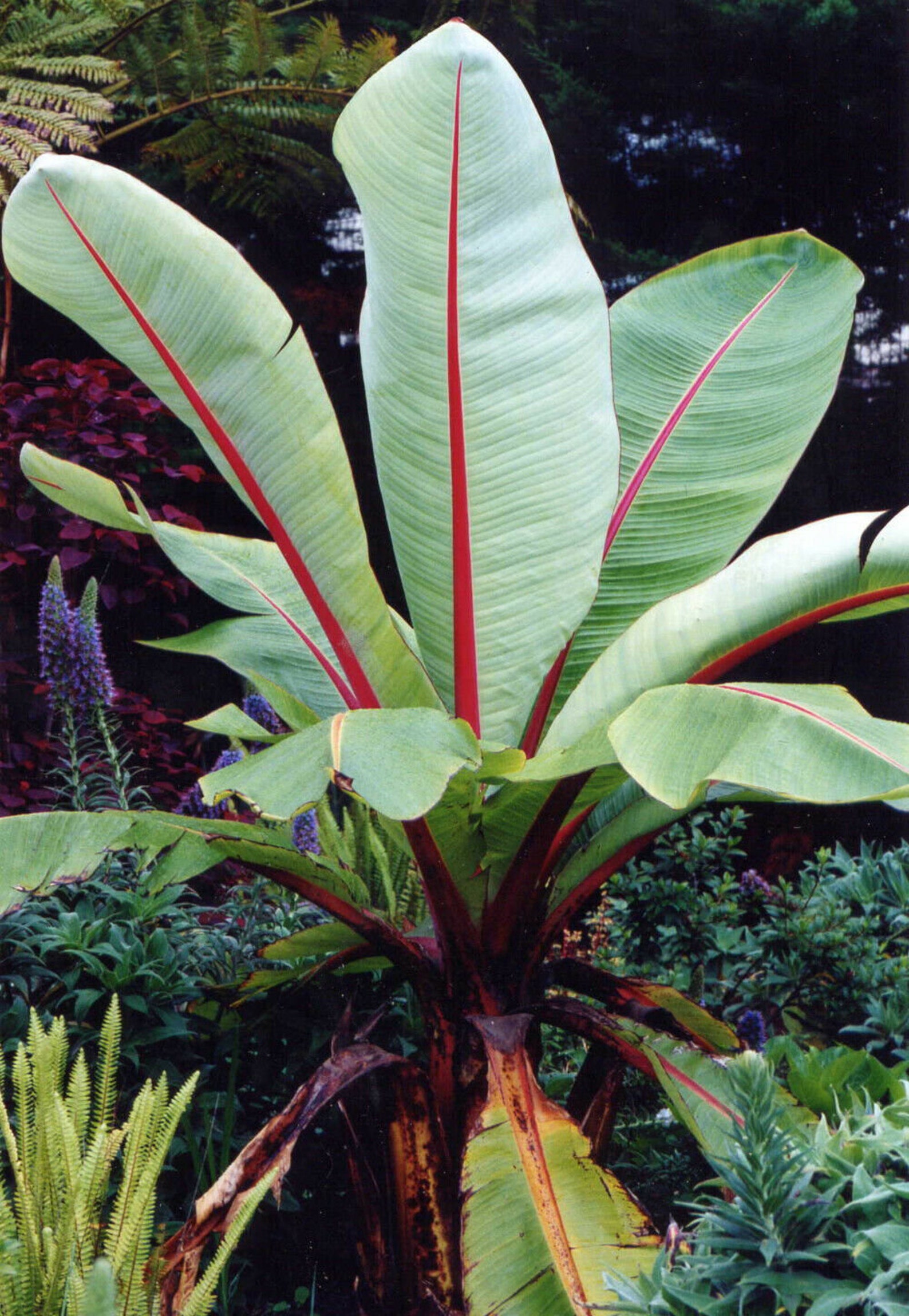 Abyssinian Bananas Ensete Ventricosum Hi-res Stock Photography And