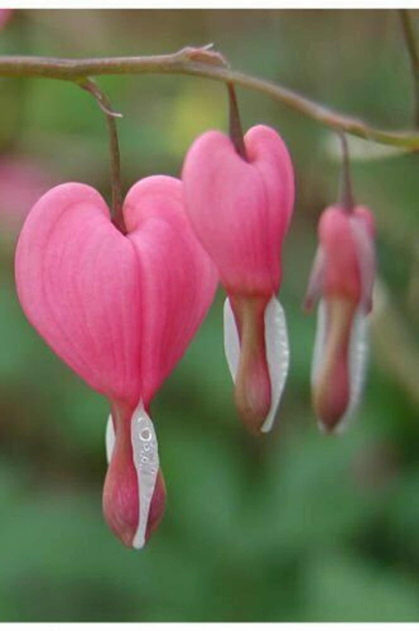 10 Seeds BLEEDING HEART PINK Old Fashioned Dicentra Etsy