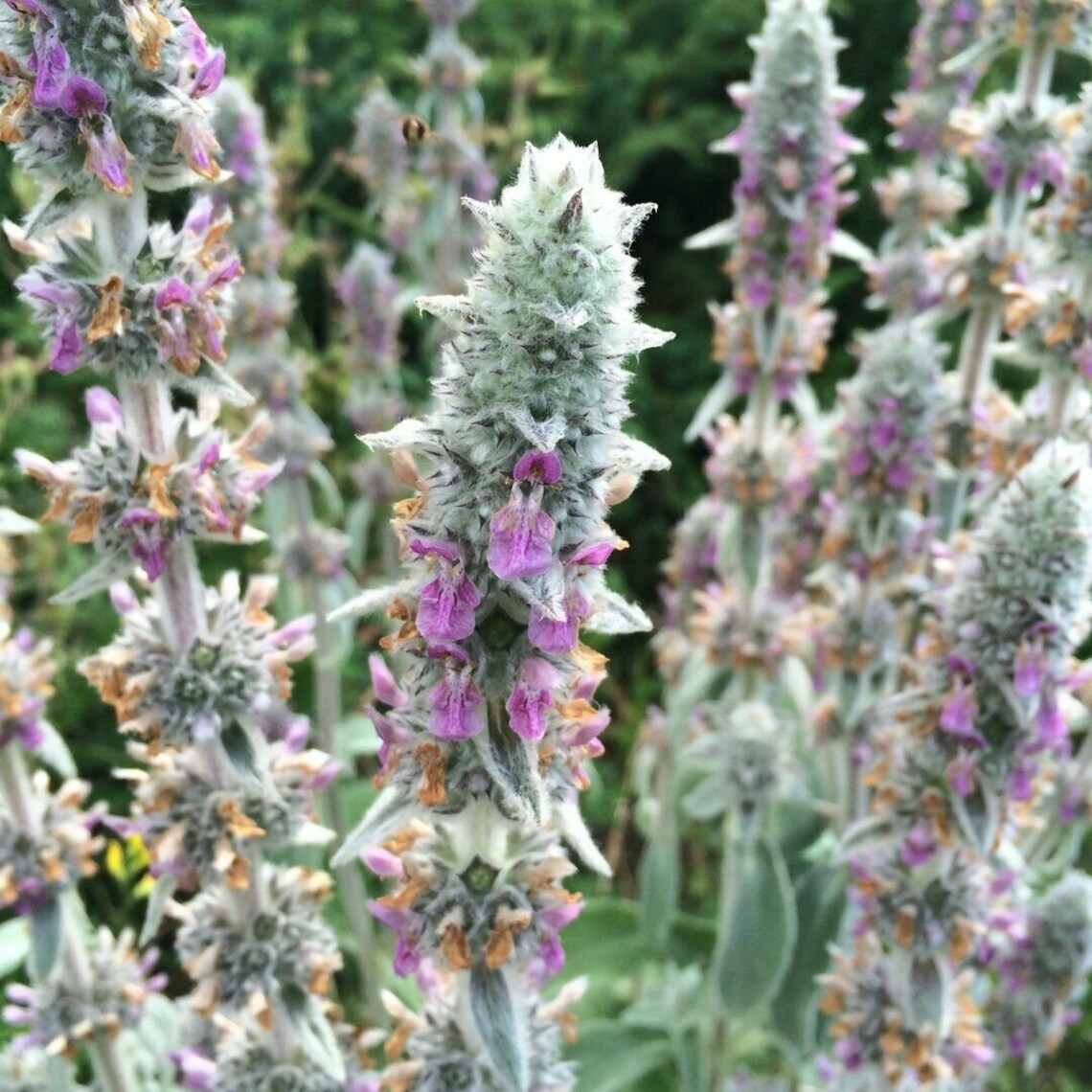 10 Seeds Exotic Lamb's Ear Seeds Etsy