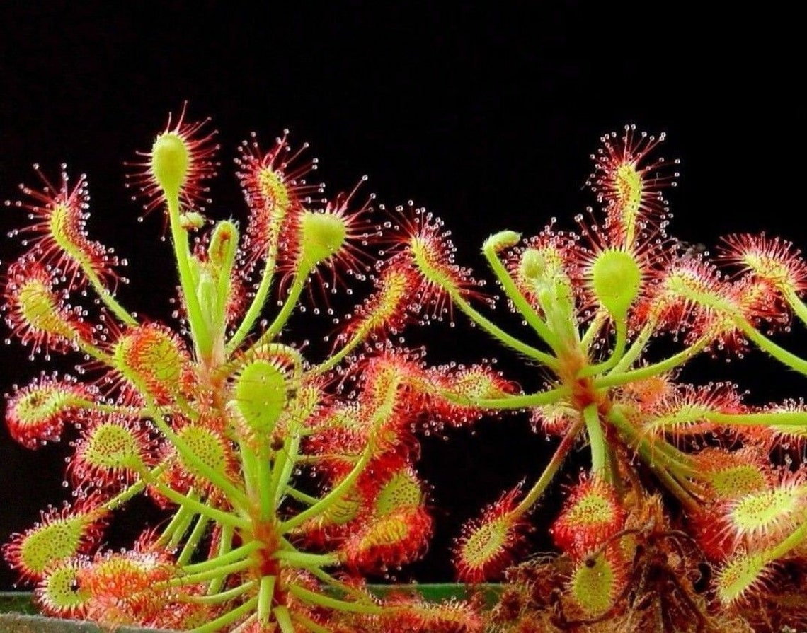 30 Seeds Carnivorous Leafy Sundew Drosera Stolonifera Etsy.