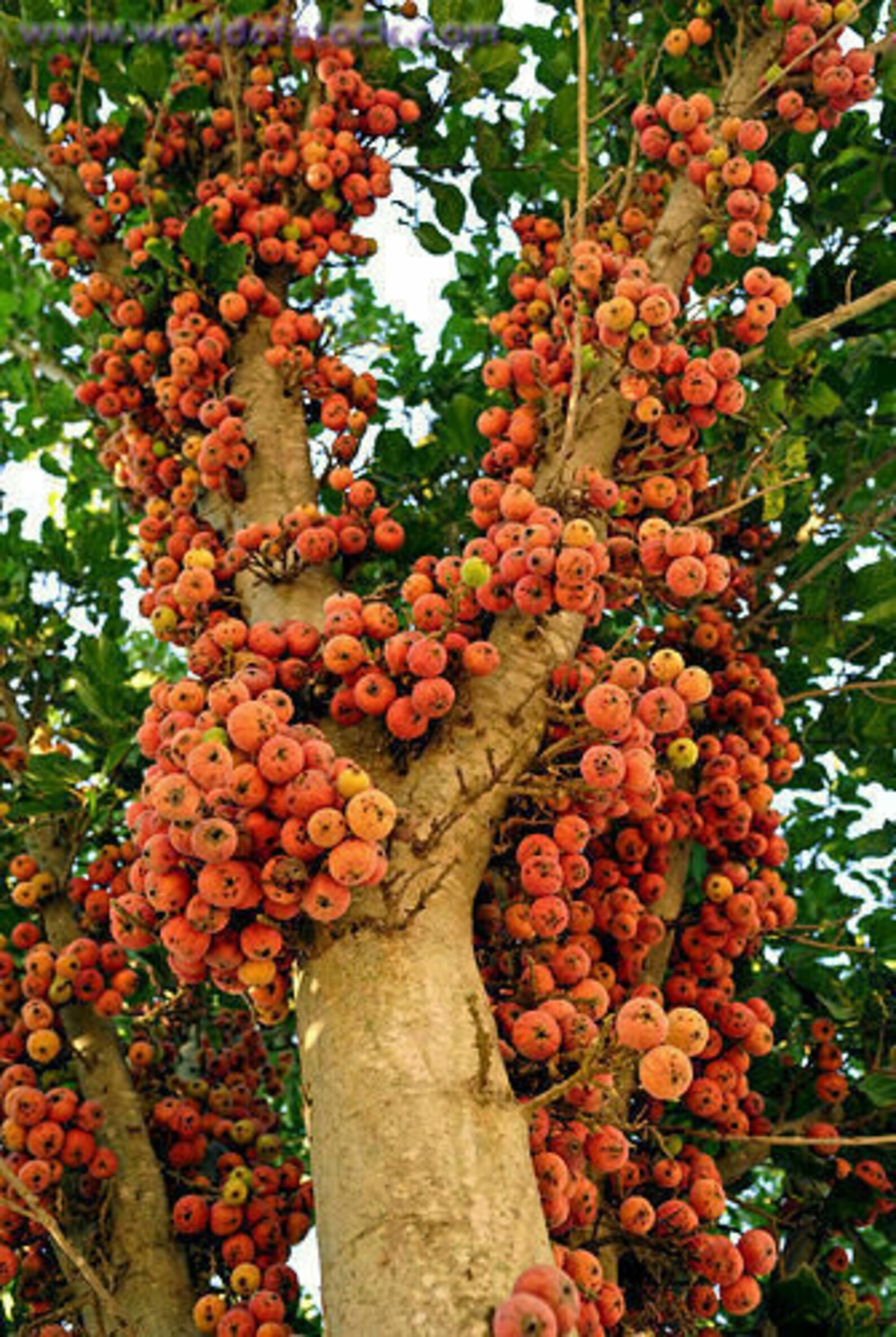 6 seeds Ficus sycamorus Fig Fruit Tree Seeds Etsy
