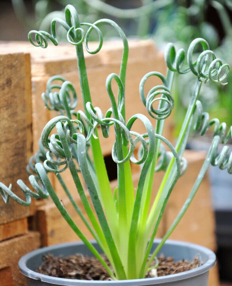 Spiral Grass Albuca Spiralis Plant Fresh Seeds Rare