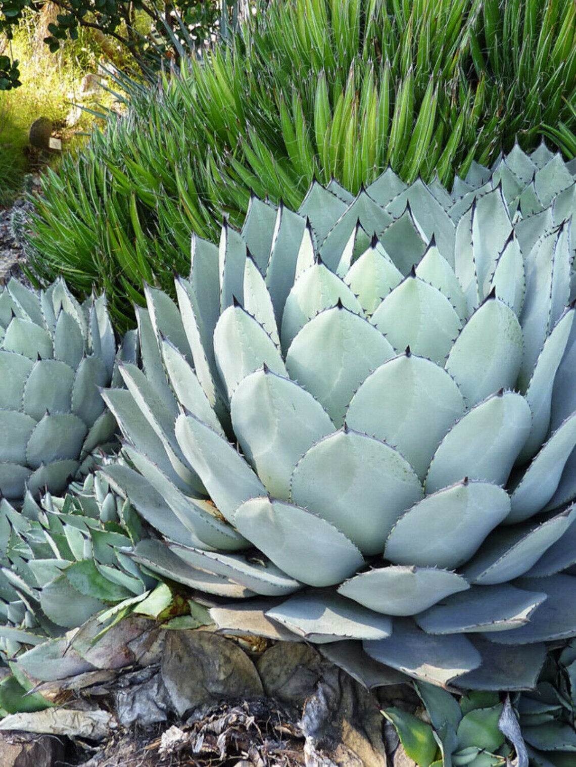 Agave parryspina 【hybrid！！】44