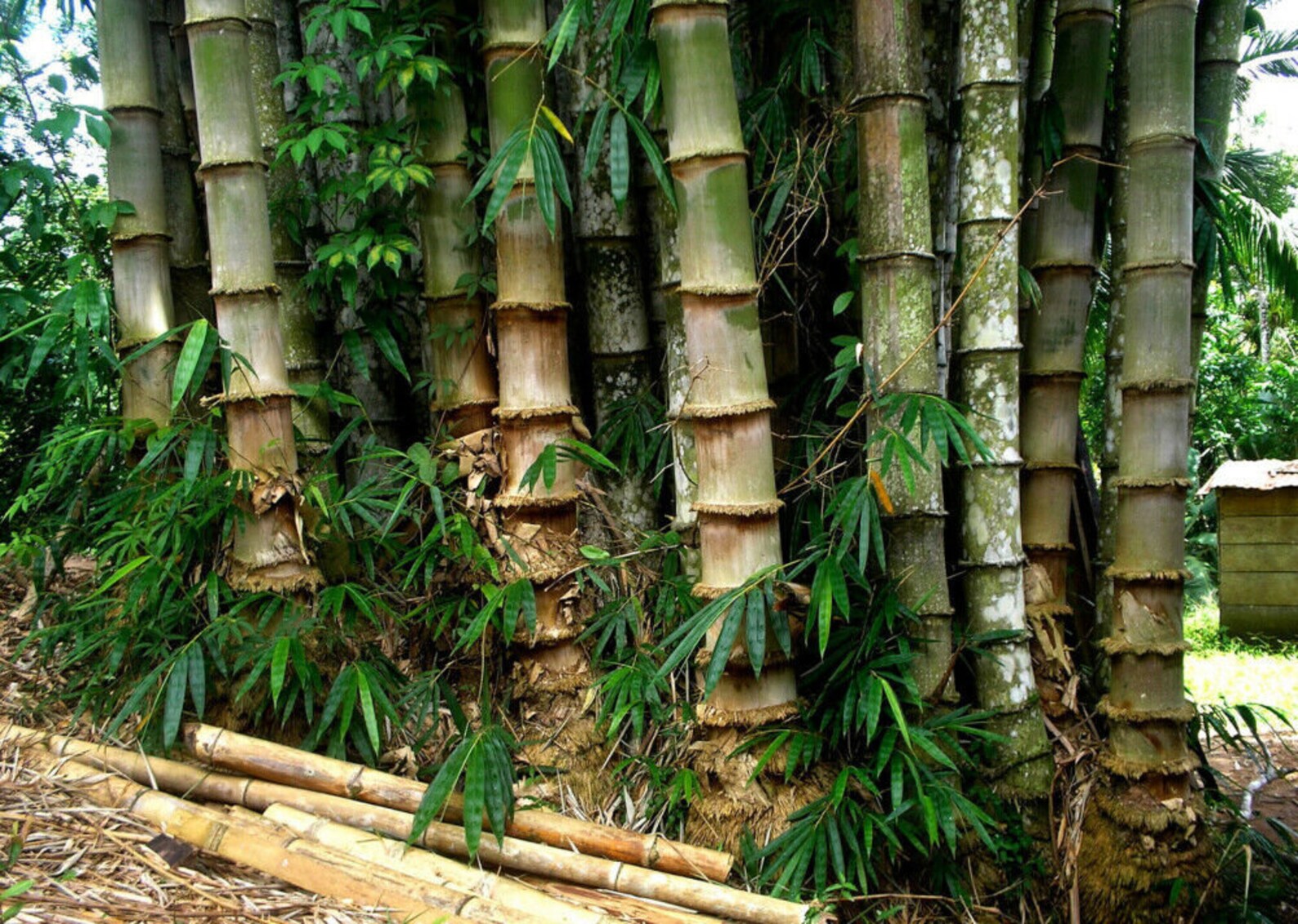 5 fresh seeds Dendrocalamus Asper Giant Bamboo Dragon Bamboo Etsy