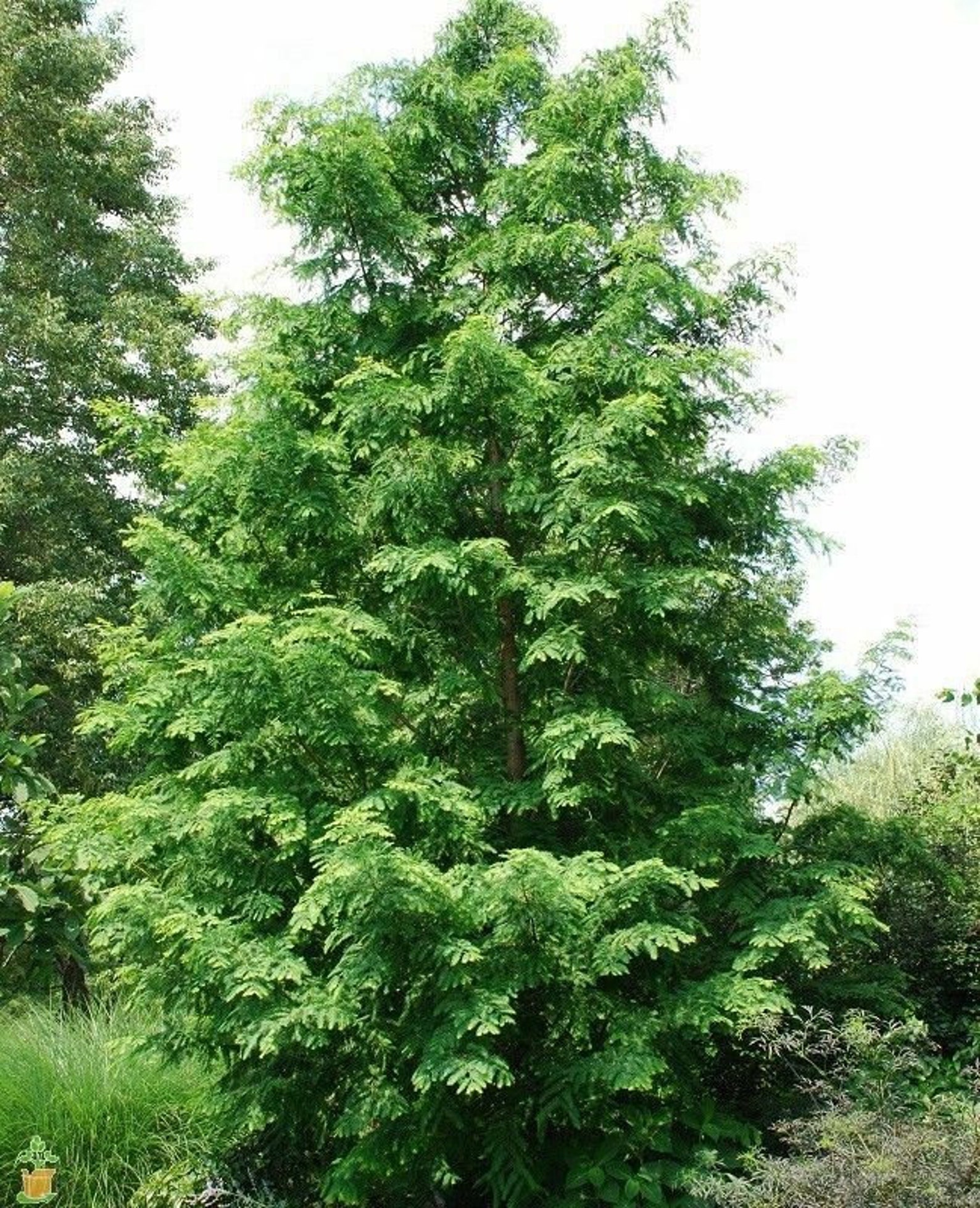metasequoia half import metasequoia half import